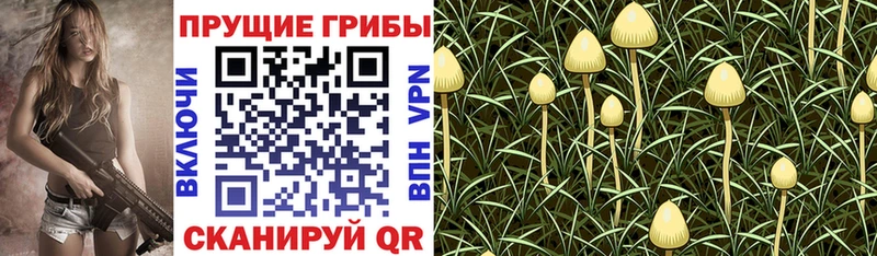 мориарти клад Фурманов Псилоцибиновые грибы Psilocybine cubensis